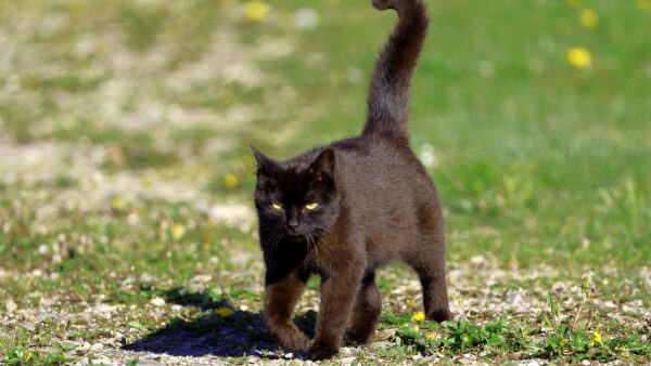 Wallpaper Cat, Grass, Black, Green, Eyes, Walking, Yellow