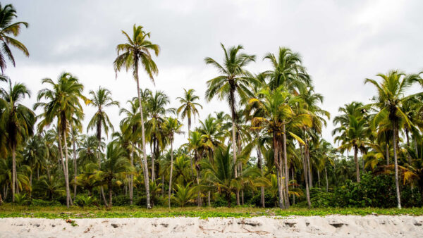 Wallpaper Sky, Clouds, Tree, Greenery, Under, Palm, White, Desktop, Trees, Land, Mobile