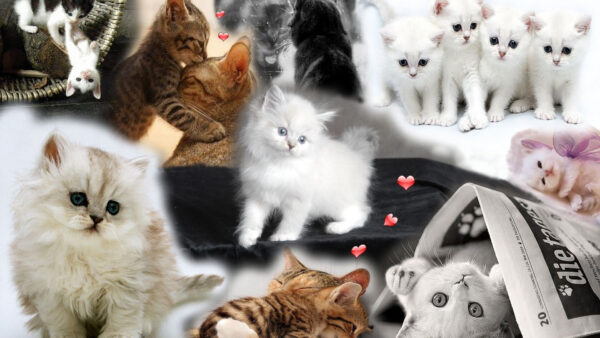 Wallpaper Different, Types, And, Cat, Kittens, Cats, Cute