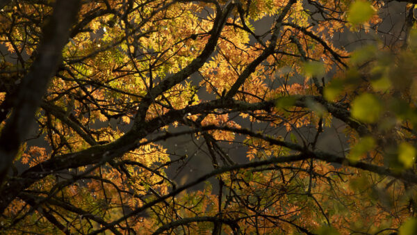 Wallpaper Leaves, Mobile, Yellow, Sunrays, Desktop, Green, Tree, Background, Branches, Nature