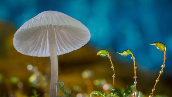 Wallpaper Closeup, Mushroom, Blur, White, Blue, View, Background