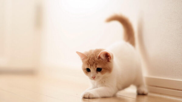 Wallpaper Expression, Funny, White, Cat, Cute