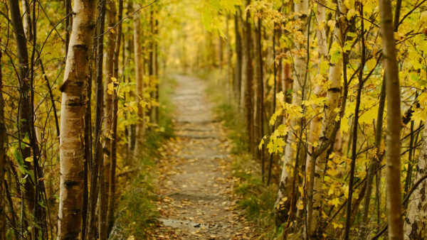 Wallpaper Desktop, Mobile, Yellow, Trees, Between, Path, Autumn, Forest, Green