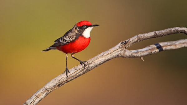 Wallpaper Black, White, Blur, Beak, Birds, Red, Tree, Bird, Standing, Short, Background, Branch