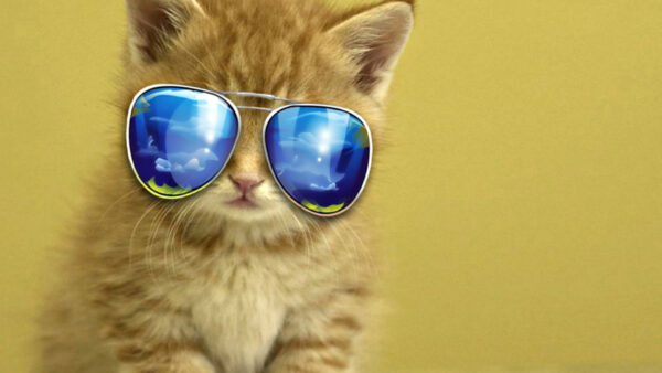 Wallpaper Brown, Blue, Cat, With, Cute, Fur, Kitten, Eyeglass