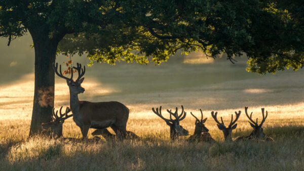 Wallpaper Green, Horn, Are, Beautiful, Grass, Branches, Under, Deers, Sitting, Trees, Deer, Mule