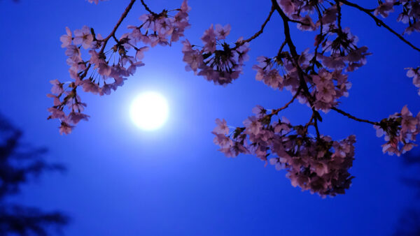 Wallpaper Moon, Blue, Flowers, Background, Bloom, Sky