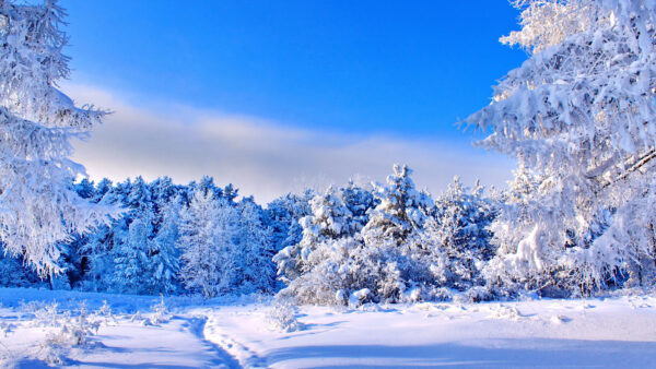 Wallpaper Sky, Under, Snow, Bushes, Sunny, Blue, Mobile, Desktop, During, Day, Trees, Winter, Covered