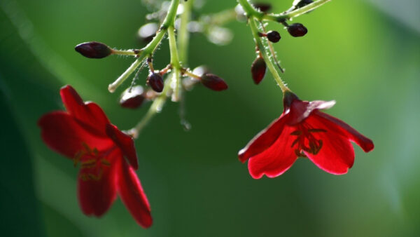 Wallpaper Green, Red, Blur, Background, Flowers