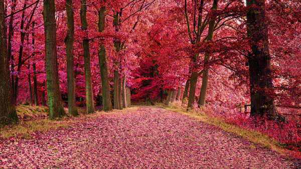 Wallpaper Autumn, Leaves, Background, Road, Trees, Red, Forest, Between