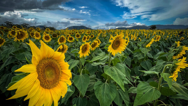 Wallpaper Desktop, Under, Field, White, Flowers, Sky, Blue, Yellow, Beautiful, Leaves, Clouds, Green, Sunflowers, Mobile