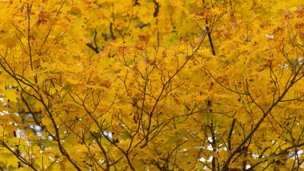 Wallpaper Leafed, Nature, Yellow, Background, Trees