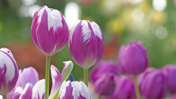 Wallpaper Closeup, View, Flowers, White, Purple, Tulip