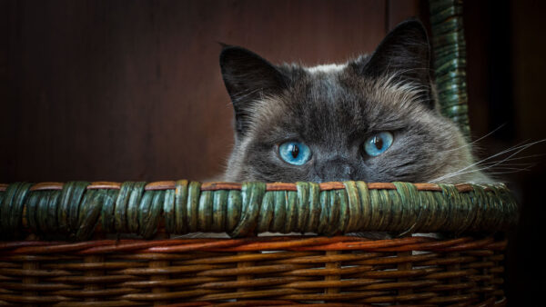 Wallpaper Bamboo, Eyes, Fur, Cat, Inside, Funny, Black, Basket, Cute, Blue