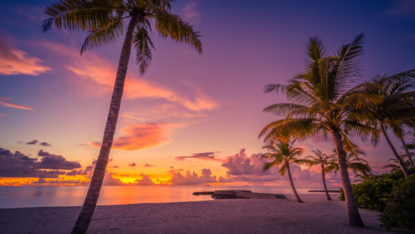 Wallpaper Yellow, Trees, Palm, Blue, Sky, During, Beach, Under, White, Sunset, And, Clouds, Sand, Ocean