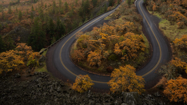 Wallpaper View, Forest, Nature, Green, Yellow, Aerial, Turn, Road, Trees, Mobile, Background, Desktop