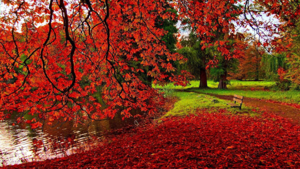 Wallpaper Scenery, Nature, Autumn, Beautiful
