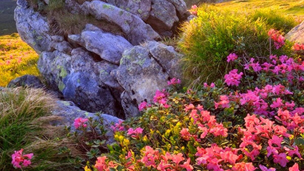 Wallpaper Sunrays, Rocks, Closeup, Plants, Background, Green, Flowers, Grass, Pink, View