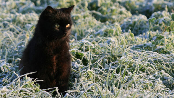 Wallpaper Kitten, Black, Yellow, Cute, Green, Frozen, Eyes, Dark, Grass, Cat