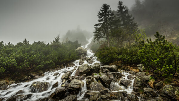 Wallpaper Green, Bushes, Trees, Stones, Stream, Water, With, Fog, Nature