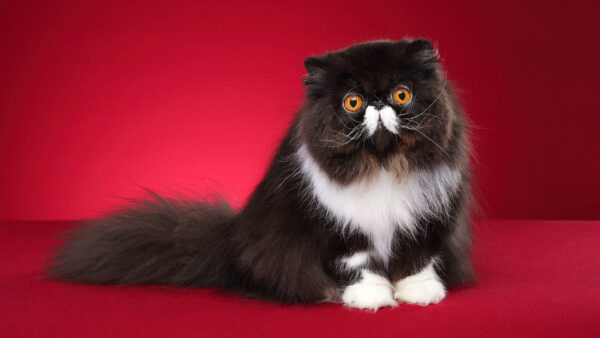 Wallpaper White, Texture, Background, Eyes, Sitting, Red, With, Mustache, Black, Cloth, Cat, Orange