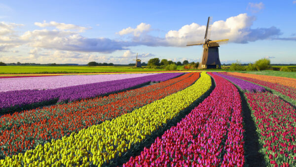 Wallpaper Flowers, Field, Under, Blue, Trees, Colorful, White, Clouds, Tulip, Sky, Leaves, Windmill, Green