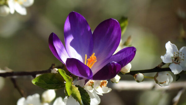 Wallpaper Blur, Purple, Flower, Background