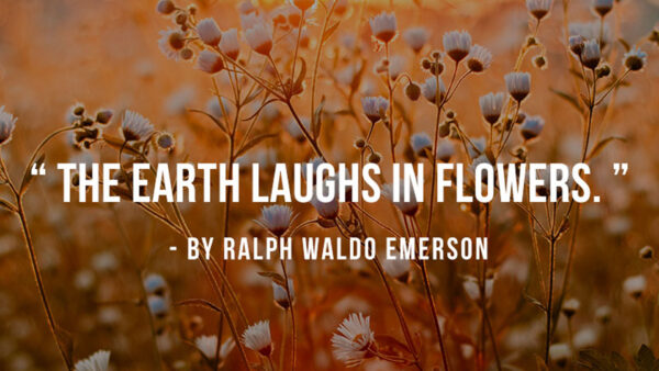 Wallpaper Laughs, The, Earth, Flowers, Inspirational