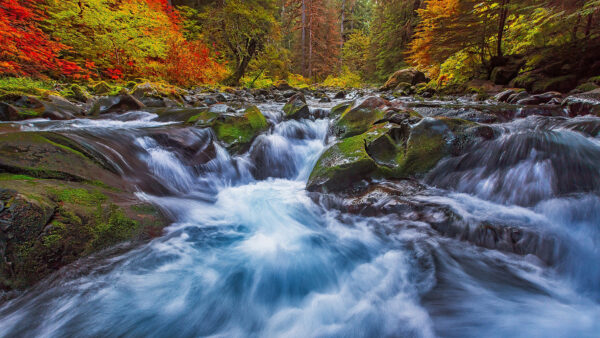 Wallpaper Fall, Colorful, Stones, Water, Autumn, Stream, Background, Covered, Trees, Algae, Leaves