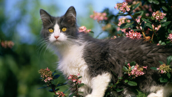 Wallpaper Yellow, Green, Standing, Background, White, Eyes, Pink, Black, Leaves, Cat, Flowers