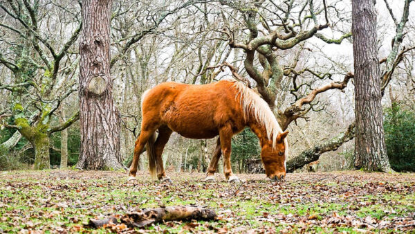 Wallpaper Standing, Grass, Horse, Eating, Branches, Brown, Background, Trees