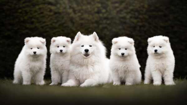 Wallpaper Grass, Dog, Leaves, Desktop, Plants, Sitting, Samoyed, Background, Green, Are, White, Puppies, Blur, And