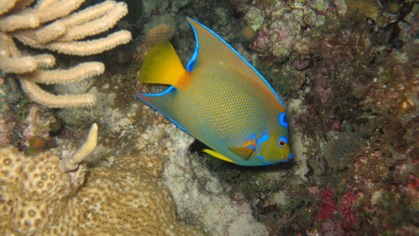 Wallpaper Underwater, Floating, Fish, Angelfish, Yellow, Blue