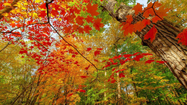 Wallpaper Leave, Daytime, Trees, View, Fall, Worm’s, Branches, Eye, Yellow, Red, During, Orange, Green, Autumn