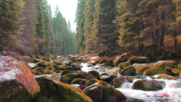 Wallpaper Daytime, Covered, During, Stones, River, Nature, Between, Green, Trees, Stream, Algae