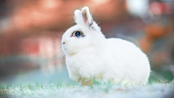 Wallpaper Blur, Rabbit, Blue, White, Background, Eyes