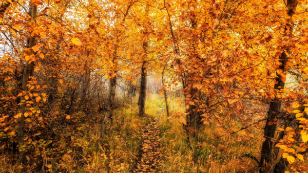 Wallpaper Leaves, Trees, Field, Green, Autumn, Yellow, Grass