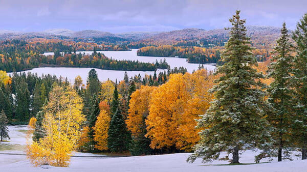 Wallpaper Forest, Trees, Field, Yellow, Leaves, Nature, Green, Snow, Autumn