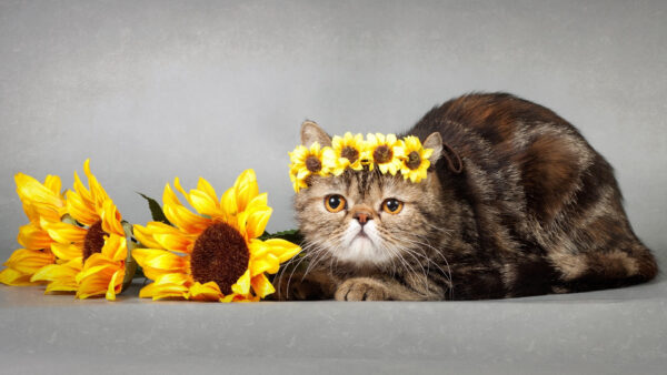 Wallpaper Flowers, Yellow, Funny, With, Expression, Cat, Face, Head