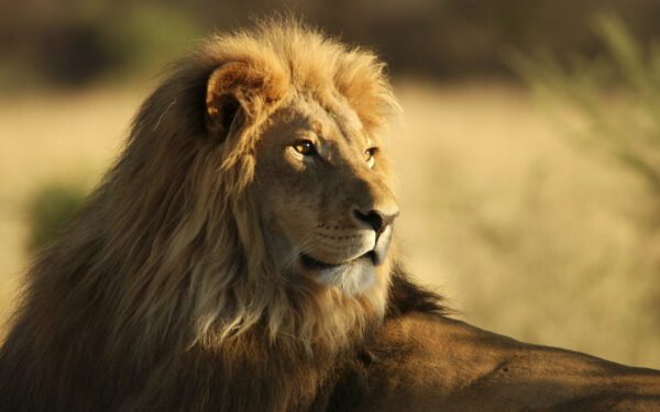 Wallpaper African, Male, Lion