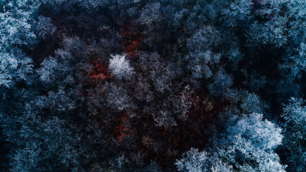 Wallpaper Frozen, Forest