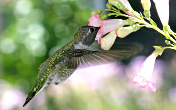 Wallpaper Hungry, Hummingbird