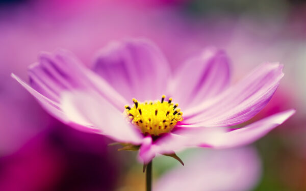 Wallpaper Purple, Cosmos, Flower