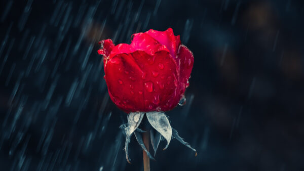 Wallpaper Rose