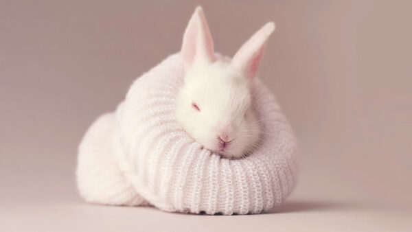 Wallpaper Knitted, Covered, Desktop, Cloth, Woolen, Rabbit, With, White, Bunny, NewBorn