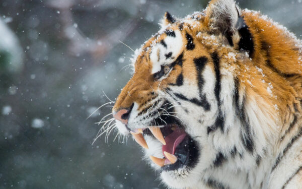 Wallpaper Tiger, Hungry