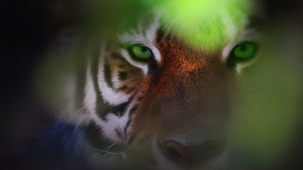 Wallpaper Eyes, Tiger