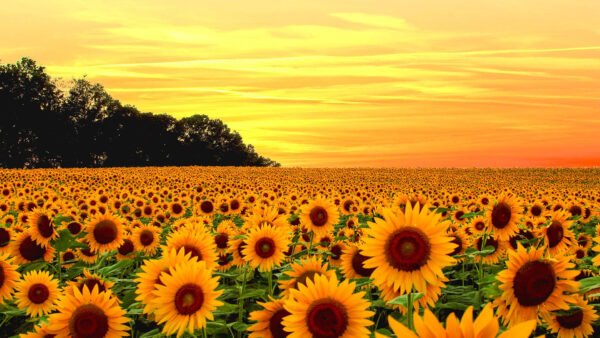 Wallpaper Sky, Beautiful, Background, Sunflower, Yellow, Fields, Desktop, Flowers