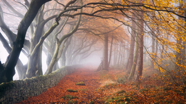 Wallpaper Path, With, And, Morning, Fog, Trees, Fall, Falling, During, Desktop, Leaves, Nature