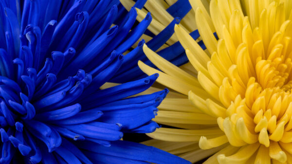 Wallpaper Blue, Petals, Desktop, Pc, Flowers, Images, Cool, Wallpaper, Yellow, 4k, Background